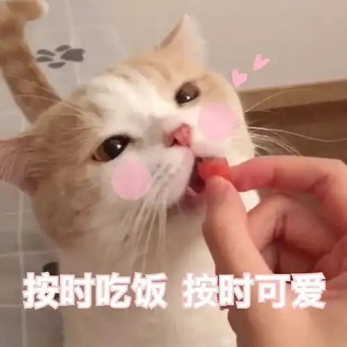 猫咪开心表情包文案