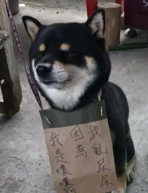 我错了下次还敢表情包主