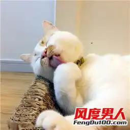  星看点网红猫楼楼表情包网红猫楼楼博主介绍