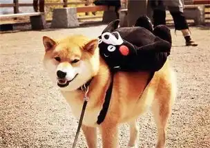  养柴犬的10个理由闻闻窝宠物app