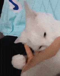  搞笑gif姑娘娘,你可以不要欺骗我这没有赶上九年义务教育的