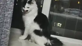 睡醒了伸个懒腰接着睡的懒猫