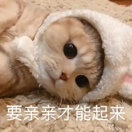  猫咪撒娇表情包合集