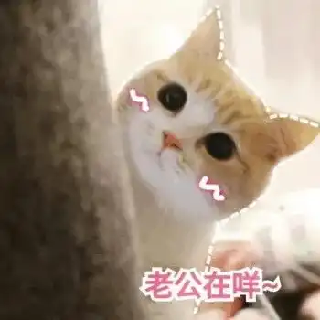  每日吸丨小奶猫真的是人间天使