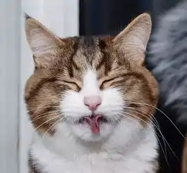  这只励志网红猫,每张照片都是行走的表情包