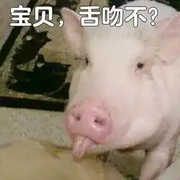  11张猪猪猪猪表情包,最后一张简直要晃瞎