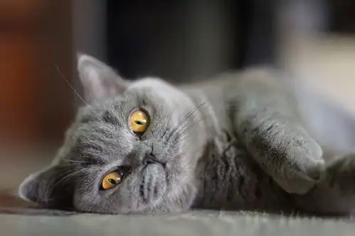  猫咪眼睛有泪痕怎么办