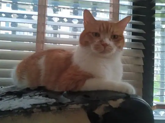  黑白肚皮猫的相册橘猫是种神奇的动物,磅爷表情包