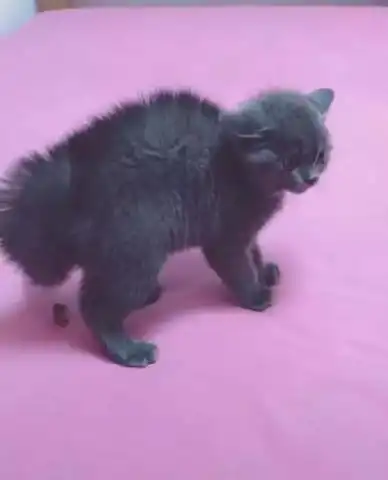  蓝猫与小奶猫对峙,由于用力过猛出了糗,小表情让人笑喷