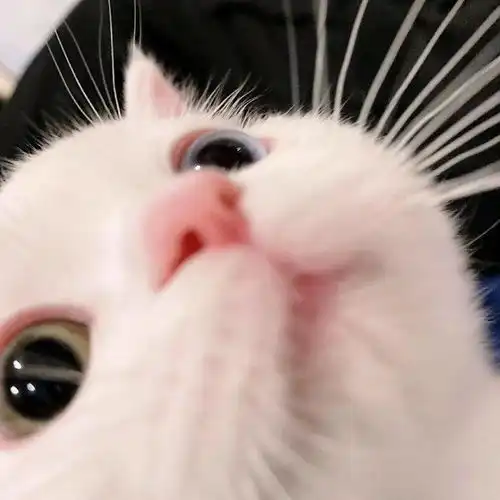 网红猫表情包笑容