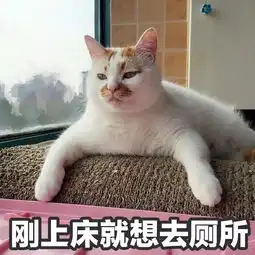  这只网红猫的表情包,够你们用到年底了