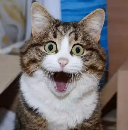  残疾对猫狗意味着什么它们的故事比想象中更暖心