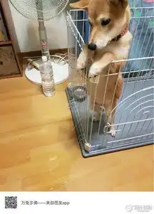  表示这只挺想暴揍这只汪的