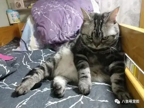  猫咪坐在床上不理人,走近仔细一看眼神很吓人