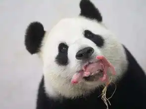  兔狲和熊猫杠上了,网友吵什么吵,都是猫嘛