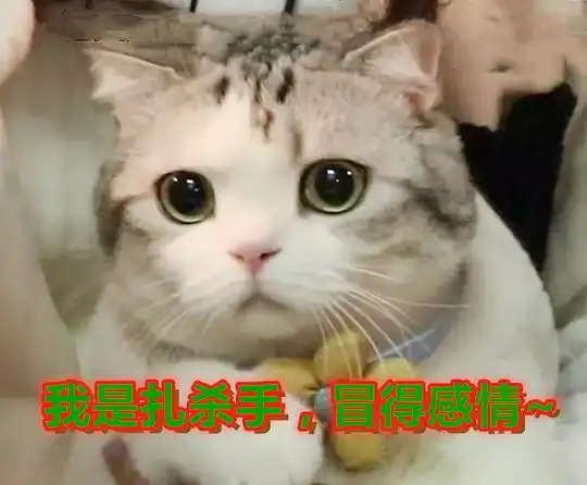  猫小卡的相册表情包