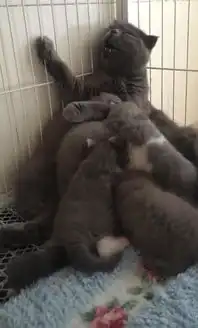  母猫喂奶时表情不自然,主人看后哭笑不得又不是我让你生那么多