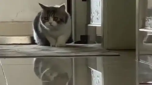  猫咪偷袭的表情,眼睛要圆身子要附姿势要对,才能又霸气又萌