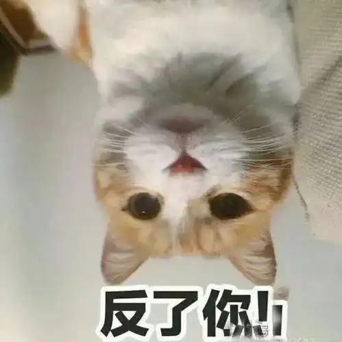说走咱就走表情包猫咪