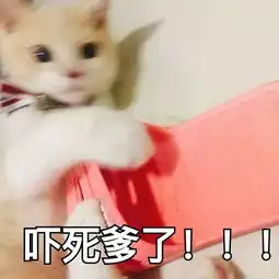  谁说吸猫毁一生,养猫穷三代不存在的