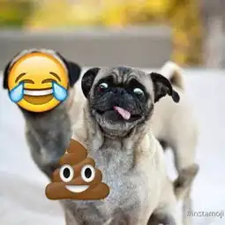  有qq表情的一款相机软件