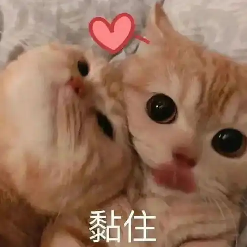 请您表情包守国