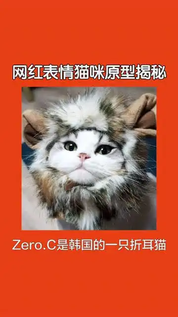  最后田园猫成为最大赢家表情包网红猫
