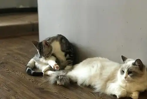 网红猫表情包布偶猫