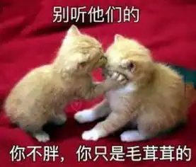  微博网红猫楼楼突发心脏病去世,猫咪们也会患上肥胖症
