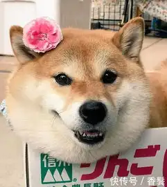  遛弯下大雨,柴犬屁股灌铅脸挤成饼再拉我,死给你看