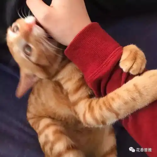  猫尊老爱幼,逮到中间的使劲揍