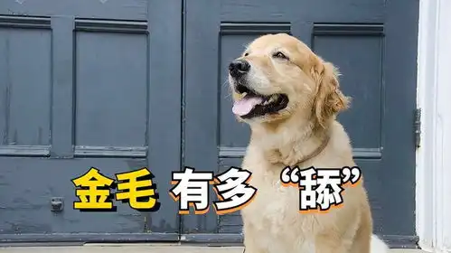  这样的舔狗金毛,你见过吗