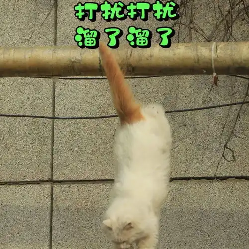 霸总表情包暴力