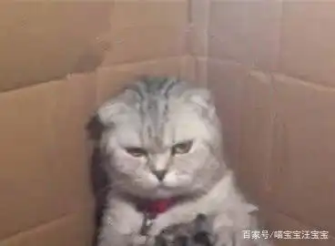  母猫生了一窝猫宝宝,母猫喂奶时的表情亮了,母猫悔不当初啊