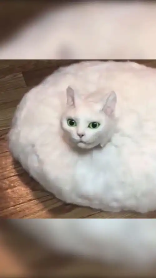  摊成一滩猫饼萌宠家有傻猫铲屎官的乐趣猫咪表情包
