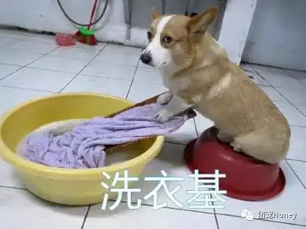  您还有n种狗狗的打开方式待解锁