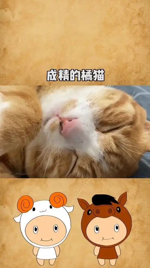  养了五年的成精橘猫现在已经学会了用语言操纵我关灯