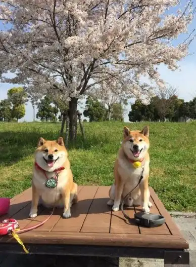 叛逆柴犬樱花树下秀美照