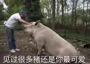  沉迷吸猪表情包无水印版