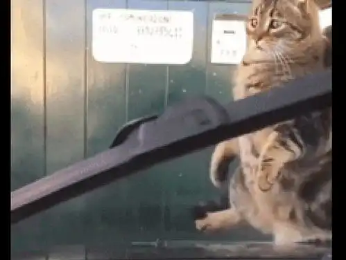  网友启动了车上的雨刷,猫咪被吓得连退了三步,这表情好委屈