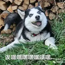 小哈皮表情包凶狠