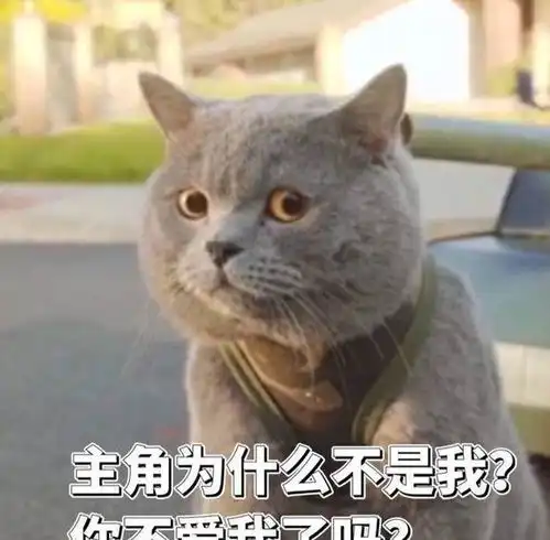  主人把英国短毛猫养成了表情包猫咪买我的时候你不是这样的