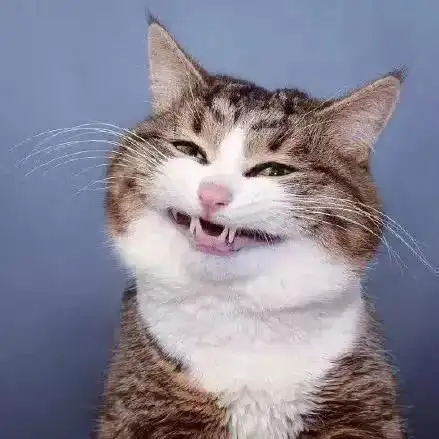  猫趣乐观的网红猫,从小被虐待,落下残疾,励志的生活感动了无数人