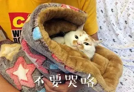  那只用表情入侵地球的网红猫,今天终于要回喵星了