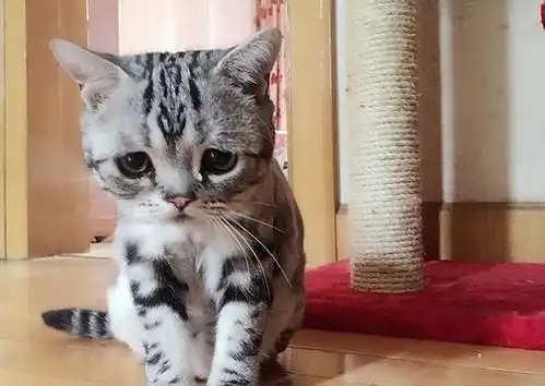  网红猫最想吸哪只