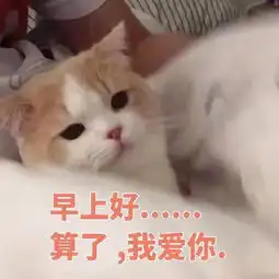  猫咪表情包合集早上好,算了,我爱你