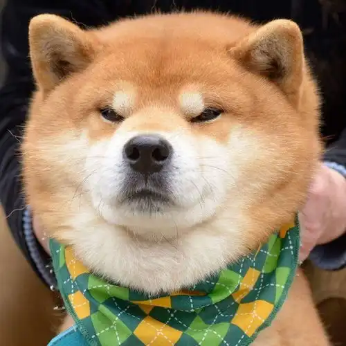 小哈皮表情包柴犬