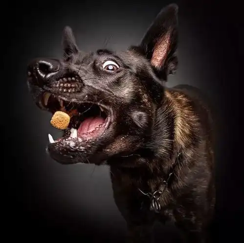  如果你心中有爱,镜头下的狗狗会是这样的