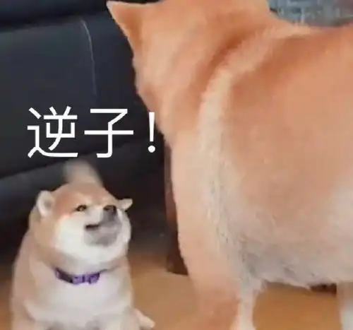  为什么很多女生get不到表情包