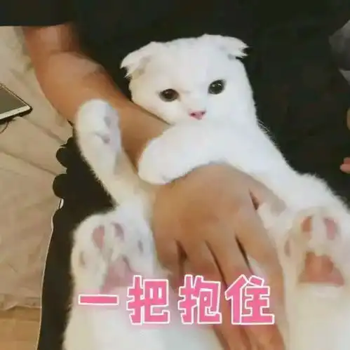  撩男朋友的猫咪表情包30张